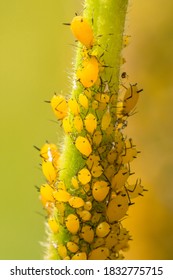 USA, Colorado, Jefferson County. Aphids on milkweed plant.