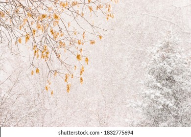 USA, Colorado, Jefferson County. Snowstorm in forest.
