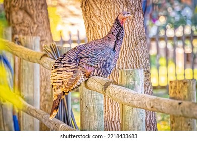 USA, Colorado, Loveland. Wild Female Turkey Close-up.