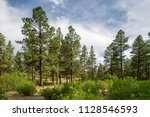 USA, Colorado, Montezuma County, San Juan National Forest. A open park-like Ponderosa pine (Pinus ponderosa) woodland with understory of Gambel