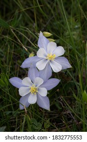 USA, Colorado. Rocky Mountain Columbine Flower Close-up.