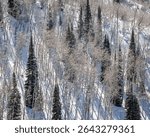 USA, Colorado, Routt County. Steamboat Springs, Aspen trees and lodgepole pines on a steep mountainside
