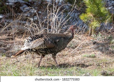 USA, Colorado. Turkey Hen, Larimer County.