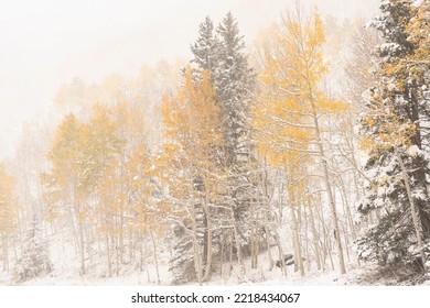 USA, Colorado, Uncompahgre National Forest. Aspen And Spruce After Autumn Snowstorm.