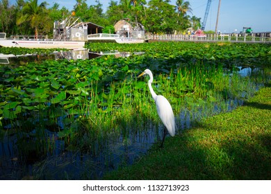 USA. FLORIDA. MIAMI BEACH. JULE 2018: Everglades Airboat Tour. 