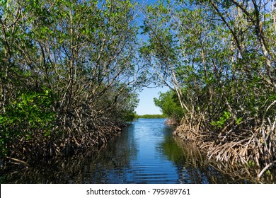 USA, Florida, Way Through Mangrove Forest Of Everglades