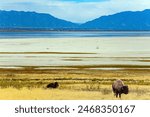 USA. Great Salt Lake. Utah. Antelope Island is magnificent and diverse. Huge wild bison graze on the shore of the lake.