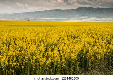 USA, Idaho, Columbia River Basin, Snake And Salmon River Basins, Camas Prairie, Canola Fields In Yellow Bloom, Seen From Cottonwood Butte