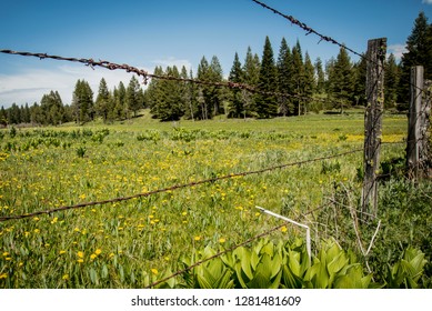 USA, Idaho, Columbia River Basin, Snake And Salmon River Basins, Camas Prairie, Field And Barbed Wire Fence