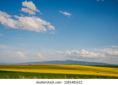 USA, Idaho, Columbia River Basin, Snake And Salmon River Basins, Camas Prairie, Canola Fields In Yellow Bloom, Seen From Cottonwood Butte