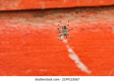 USA, Idaho. Palouse. A Spider On It's Web.