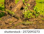 USA, Louisiana, Evangeline Parish. Alligator babies covered in duckweed.