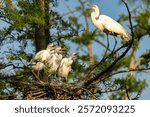 USA, Louisiana, Evangeline Parish. Great egret at nest with chicks.