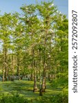 USA, Louisiana, Evangeline Parish. Swamp with egrets in cypress trees.