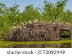 USA, Louisiana, Evangeline Parish. White ibis flock nesting on duck blind.