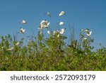 USA, Louisiana, Evangeline Parish. White ibis flock takes flight from trees.