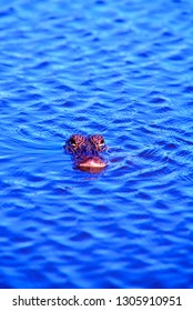 USA, Louisiana, Sabine National Wildlife Refuge Along The Creole Nature Trail, Alligator 