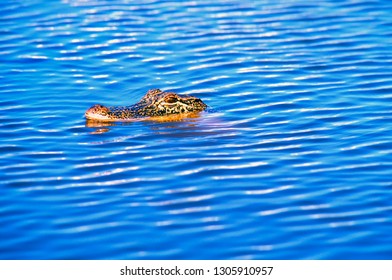 USA, Louisiana, Sabine National Wildlife Refuge Along The Creole Nature Trail, Alligator 