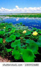 USA, Louisiana, Water Lilies Along The Creole Nature Trail, Louisiana Outback