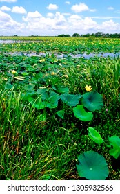 USA, Louisiana, Water Lilies Along The Creole Nature Trail, Louisiana Outback