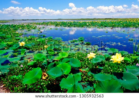 USA, Louisiana, Water lilies along the Creole Nature Trail, Louisiana Outback
