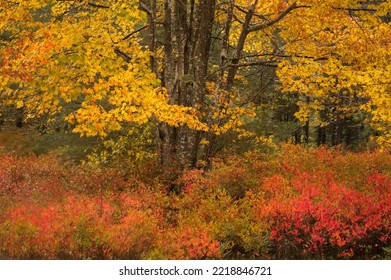 USA, Maine, Acadia National Park. Autumn Colors In Forest.