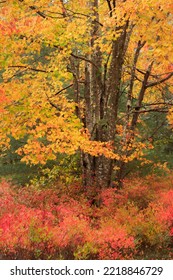 USA, Maine, Acadia National Park. Autumn Colors In Forest.