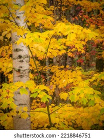 USA, Maine, Acadia National Park. Autumn Colors In Forest.