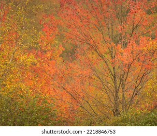 USA, Maine, Acadia National Park. Autumn Colors In Forest.