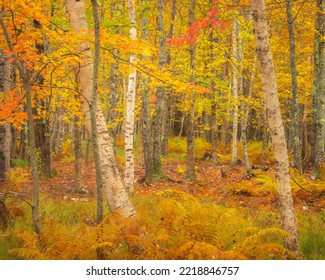 USA, Maine, Acadia National Park. Autumn Colors In Forest.