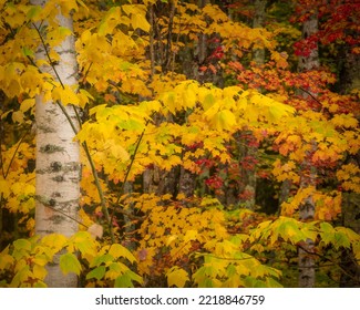 USA, Maine, Acadia National Park. Autumn Colors In Forest.