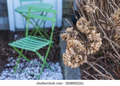 USA, Massachusetts, Nantucket Island. Nantucket Town, Hydrangea Plant In Winter.