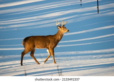 USA, Minnesota, Mendota Heights, Mohican Lane, White-tailed Buck Crossing Snow Field