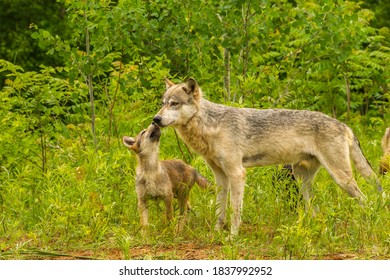 USA, Minnesota, Pine County. Adult Wolf And Pup.