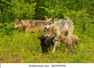 USA, Minnesota, Pine County. Adult Wolves And Pups.