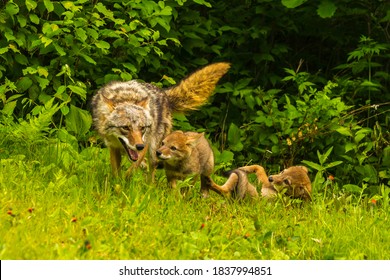 USA, Minnesota, Pine County. Coyote Mother With Pups.