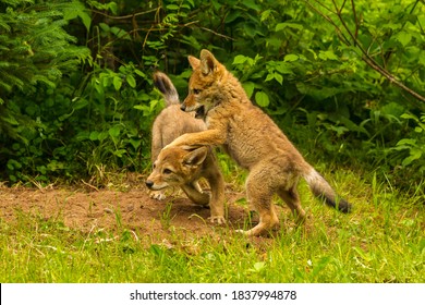 USA, Minnesota, Pine County. Coyote Pups Playing At Den.