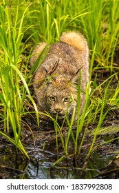 USA, Minnesota, Pine County. Lynx Close-up.