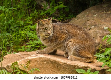 USA, Minnesota, Pine County. Lynx Close-up.