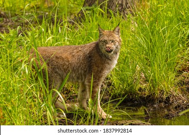 USA, Minnesota, Pine County. Lynx Close-up.