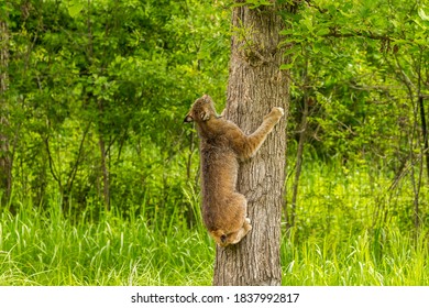 USA, Minnesota, Pine County. Lynx Climbing Tree.