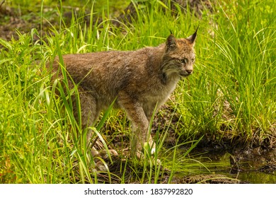 USA, Minnesota, Pine County. Lynx Close-up.