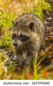 USA, Minnesota, Pine County. Raccoon Playing In Water.