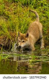 USA, Minnesota, Pine County. Wolf Pup Playing In Water.