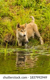 USA, Minnesota, Pine County. Wolf Pup Playing In Water.