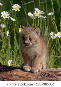 USA, Montana. Baby Bobcat Close-up.