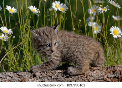 USA, Montana. Baby Bobcat Close-up.