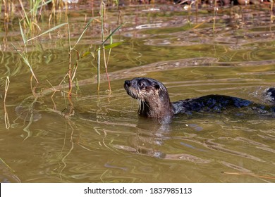 USA, Montana. Northern River Otter In Pond.