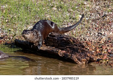 USA, Montana. Northern River Otter And Pond.