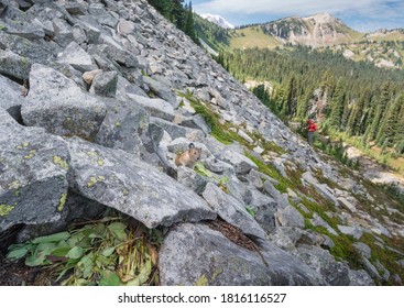 USA. Mt. Rainier National Park. Adult American pika (Ochotona princeps) near its hay pile on scree slope with man in distance.